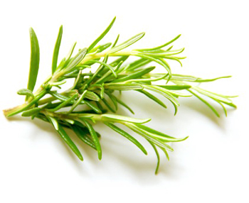 Rosmarin